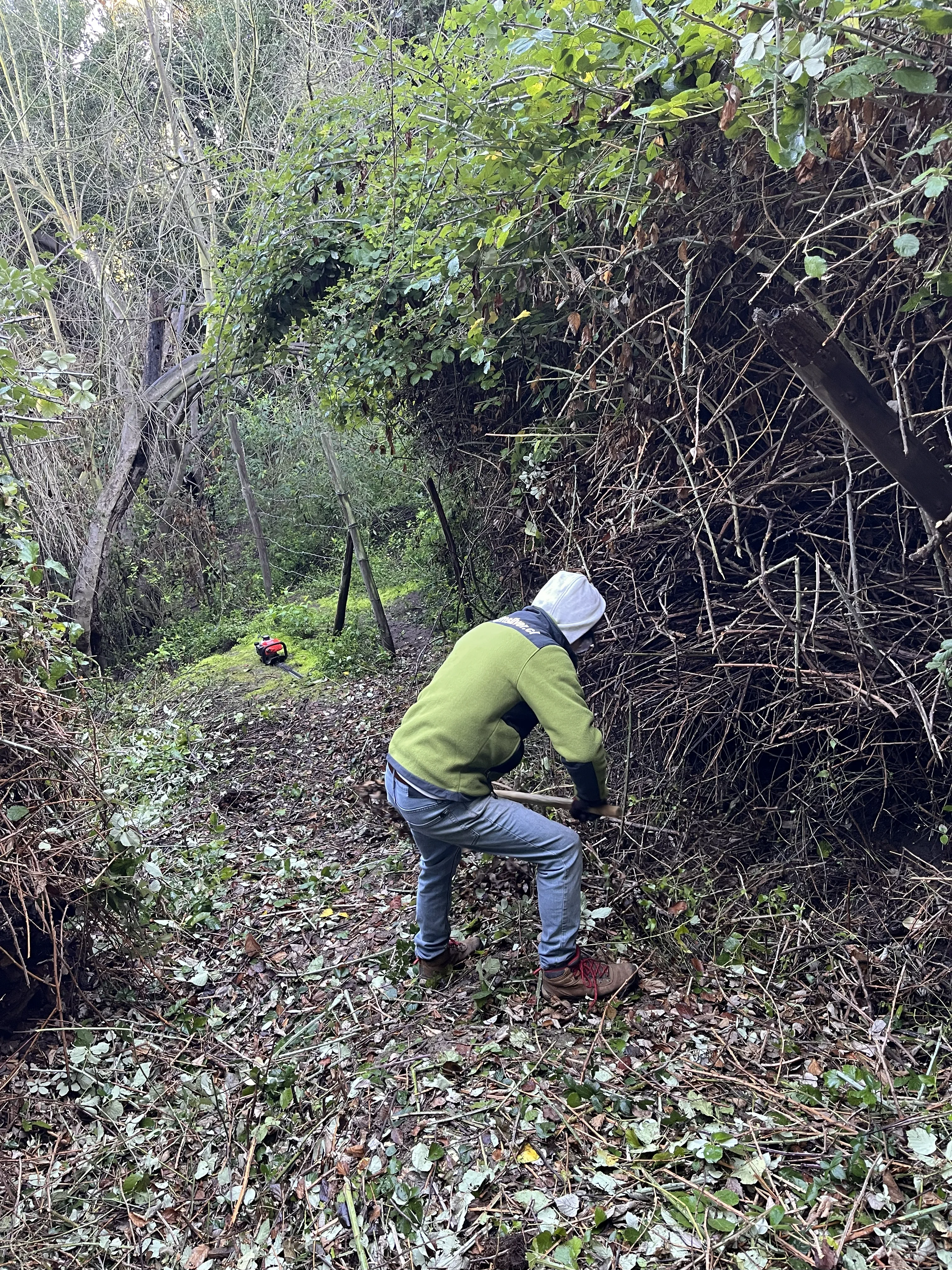 Tala y corte de árboles en altura