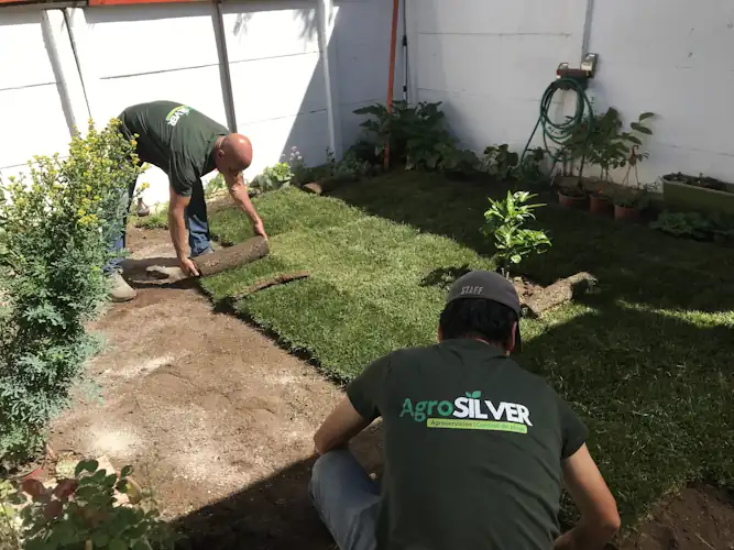 Pasto de Primera Calidad